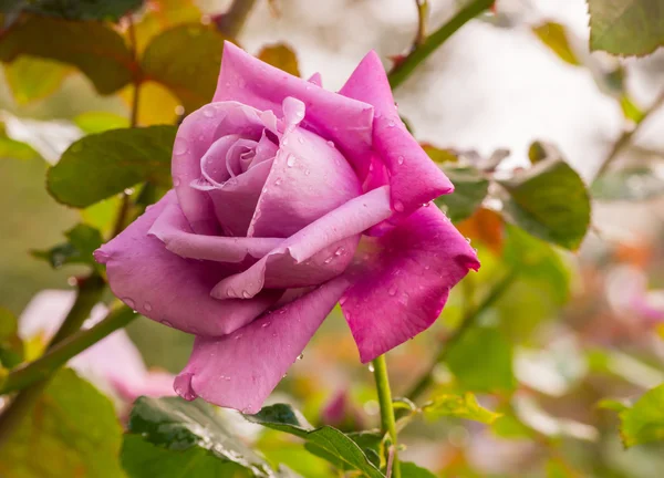 Beautiful violet rose in a garden — Stock Photo, Image