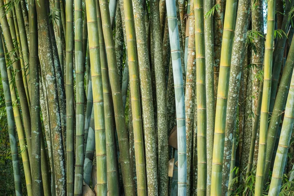 Grande bosque de bambu fresco na floresta — Fotografia de Stock