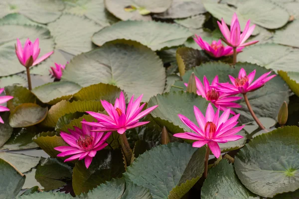Color rosa flor de loto fresco flor — Foto de Stock