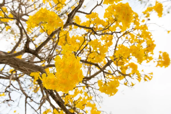 Trombeta de prata árvore — Fotografia de Stock