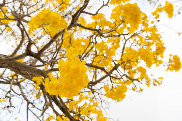 Серебряная труба
