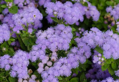Güzel mavimsi Menekşe Ageratum çiçek yatakta