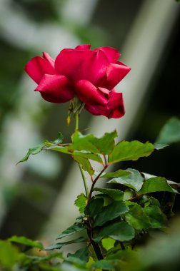 Bahçedeki güzel kırmızı gül