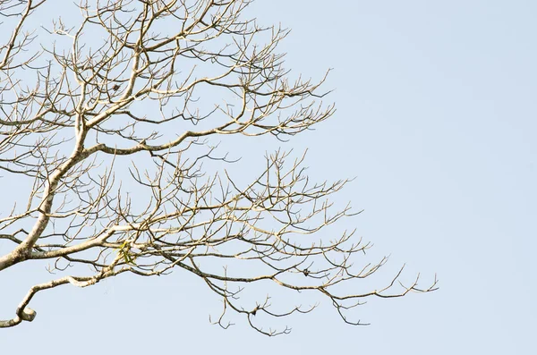 Nagie gałęzie drzewa — Zdjęcie stockowe
