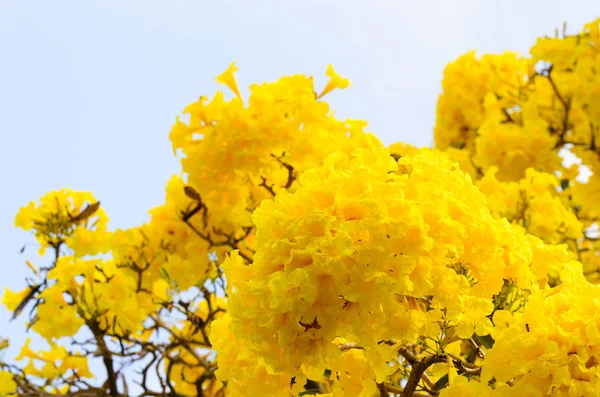 Árbol trompeta de plata — Foto de Stock