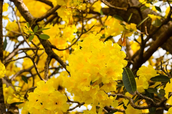 Árbol trompeta de plata — Foto de Stock