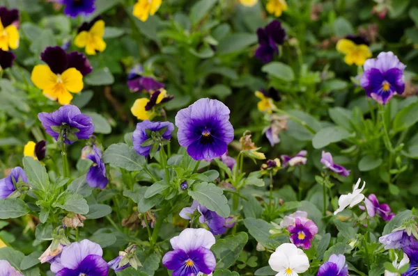 Pensies flowers, viola tricolor pansy — Stock Photo, Image