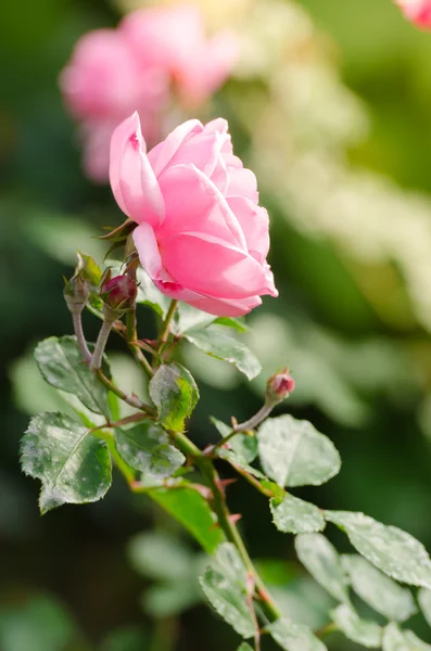 Hermosa rosa rosa en un jardín —  Fotos de Stock