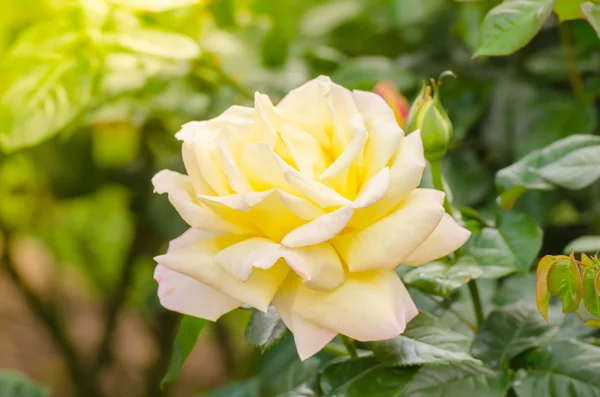 Мбаппе желтая роза в саду — стоковое фото