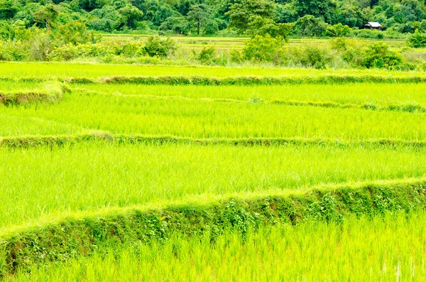 Brote de arroz joven —  Fotos de Stock