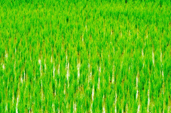 Young rice sprout — Stock Photo, Image