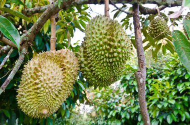ağaç üzerinde taze durians
