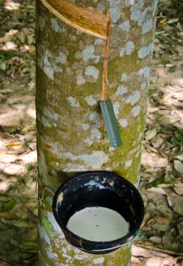 lateks kauçuk ağacı üzerinden dokunarak