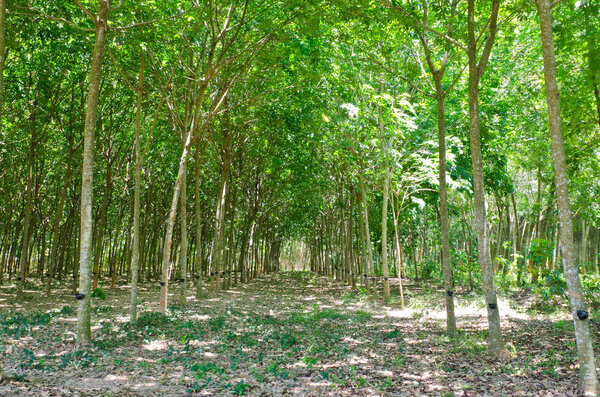 Отбивание латекса от резинового дерева
