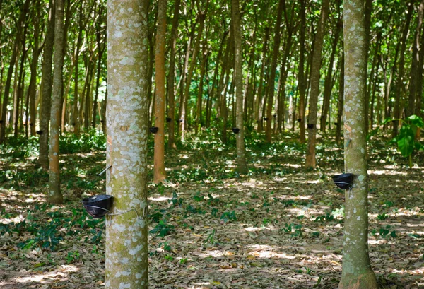 Taper le latex d'un arbre à caoutchouc — Photo