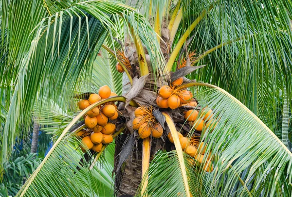 Orange color fresh coconut fruit on tree — Stock Photo, Image