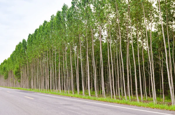 Eucalyptus forest in Thailand — Stock Photo, Image