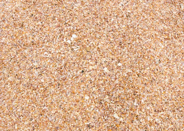 Shell background on a sand beach — Stock Photo, Image