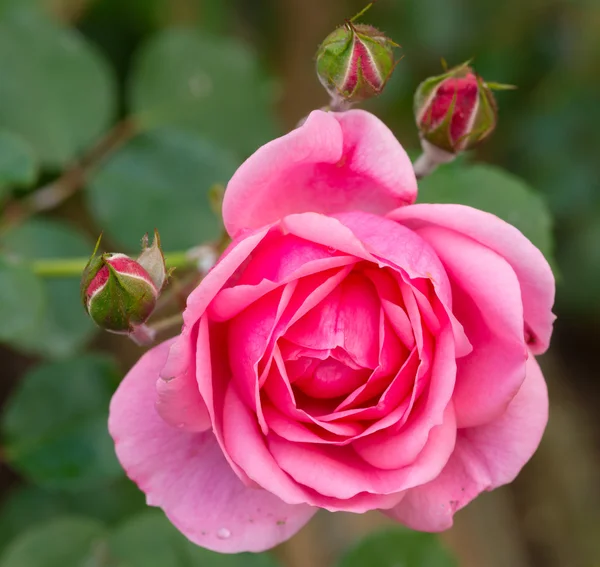 정원의 아름다운 분홍빛 장미 — 스톡 사진