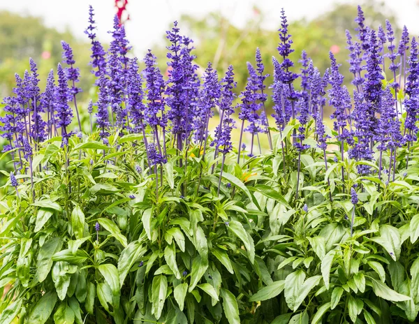 Lavender Flowers — Stock Photo, Image