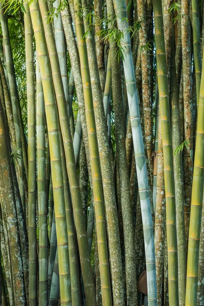 Big fresh bamboo grove in forest — Stock Photo, Image