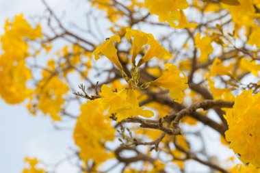 Gümüş trompet ağaç