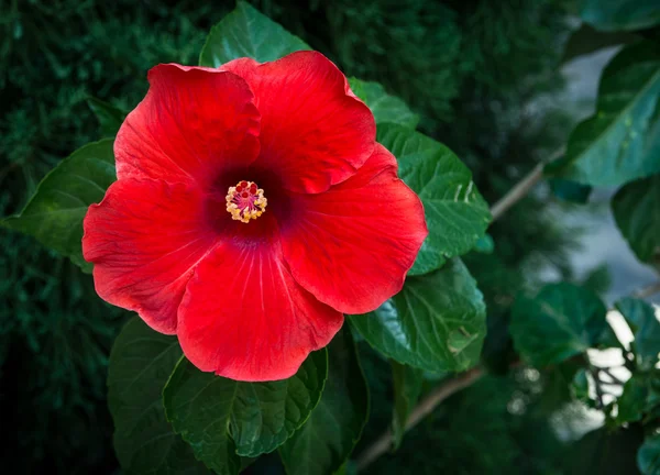 Hibiscus blomma — Stockfoto