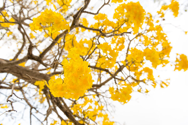 Серебряная труба
