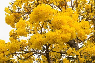Gümüş trompet ağaç