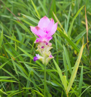 çiçek açan çiçek vahşi siam Lale