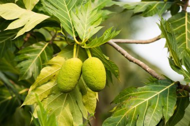 Meyveler bir ağaç üzerinde