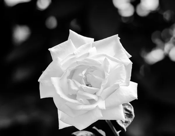 Belle rose jaune clair dans un jardin — Photo
