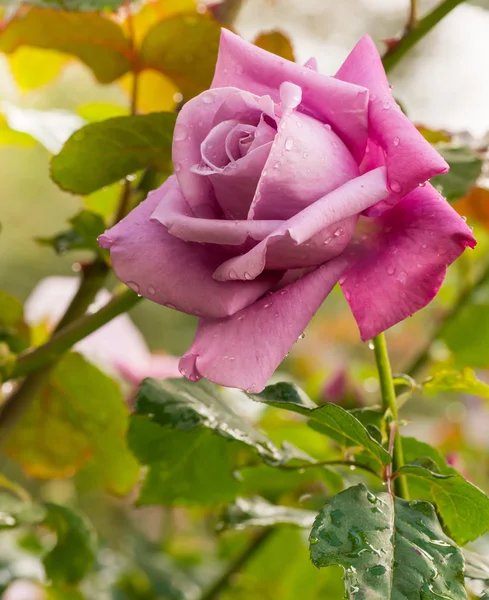 Bella rosa viola in un giardino — Foto Stock