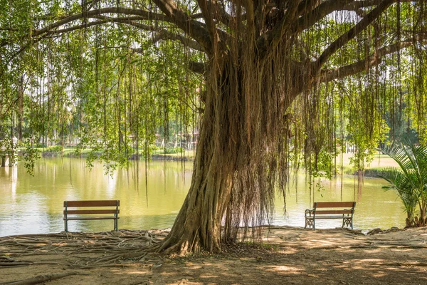 Albero di Banyan — Foto Stock