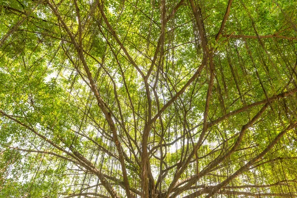 Banyan δέντρο — Φωτογραφία Αρχείου