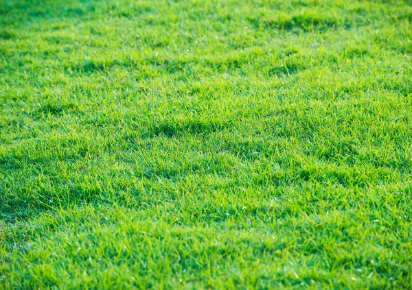 Modèle d'herbe verte du terrain de golf au coucher du soleil Tim — Photo