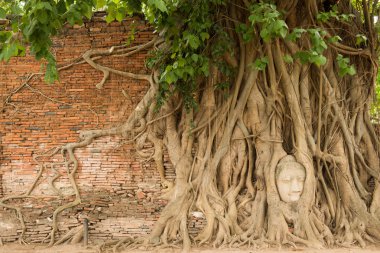 Buda'nın taş kafasından bodhi ağacın kökleri