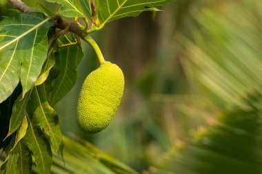 Meyveler bir ağaç üzerinde