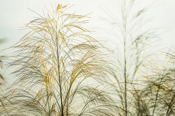 Květ zelené trávy pod modrou oblohou — Stock fotografie