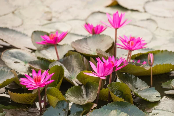 ピンク色の新鮮な蓮の花 — ストック写真