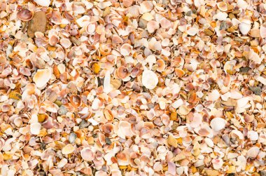 bir kum plajı üzerinde kabuk arka