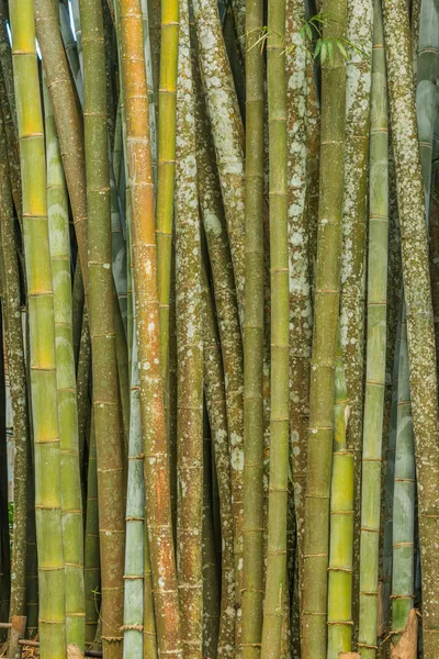 Big fresh bamboo grove in forest — Stock Photo, Image