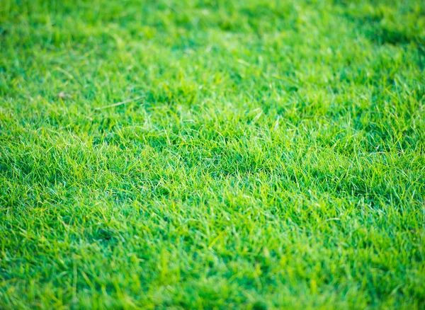 Grünes Rasenmuster vom Golfplatz bei Sonnenuntergang — Stockfoto