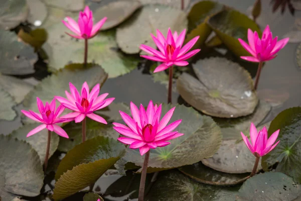 ピンク色の新鮮な蓮の花 — ストック写真