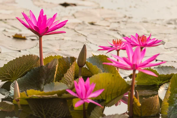Color rosa flor de loto fresca — Foto de Stock