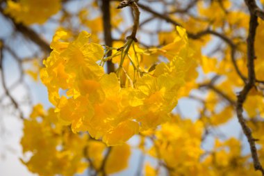 Gümüş trompet ağaç