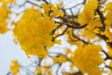Gümüş trompet ağaç
