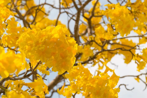 Árbol trompeta de plata — Foto de Stock