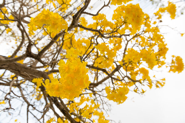 Серебряная труба
