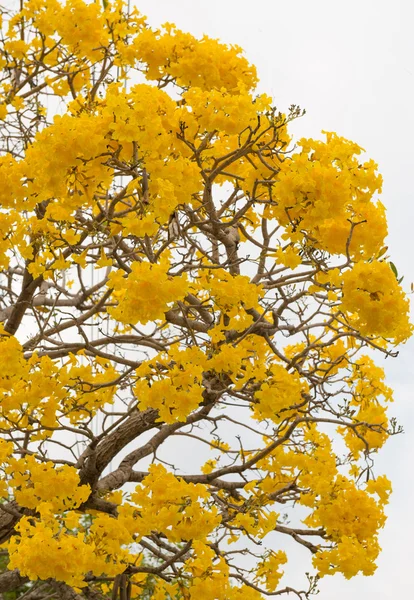 Árbol trompeta de plata — Foto de Stock